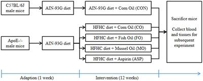 Mussel oil is superior to fish oil in preventing atherosclerosis of ApoE−/− mice